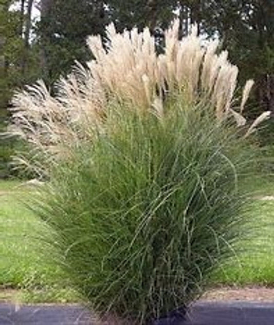 Silver Feather Maiden Grass | Miscanthus s. Silberfeder "Sliver Feather Grass" | Quart Plant