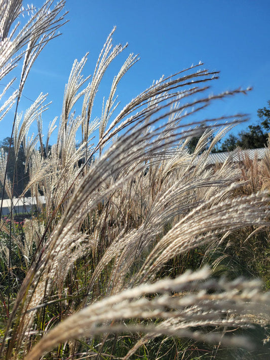 Silver Feather Maiden Grass (Miscanthus s. Silberfeder "Sliver Feather Grass")