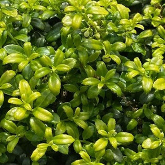 Soft Touch Japanese Holly | Ilex crenata 'Soft Touch' | 1 & 3 Gallon