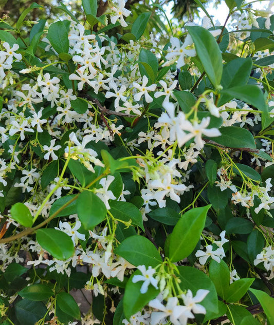 Star Jasmine Vine (Trachelospermum jasminoides)