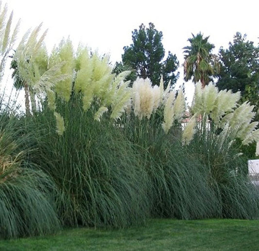 White Pampas Grass (Cortaderia selloana)