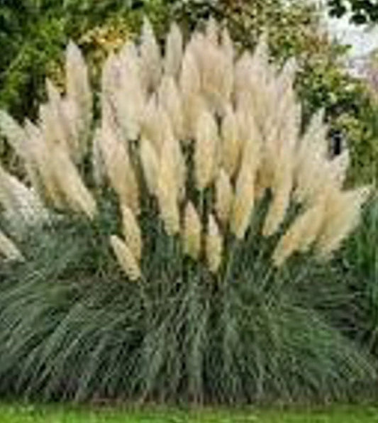 White Pampas Grass (Cortaderia selloana)