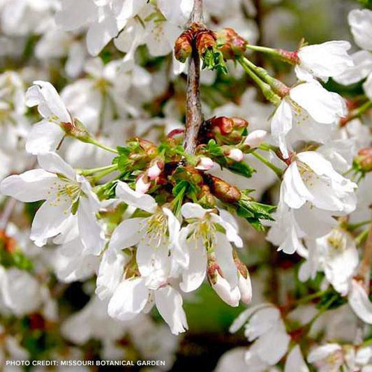 White Snow Weeping Cherry