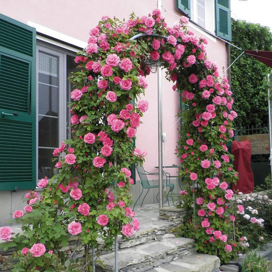 Zephirine Climbing Rose