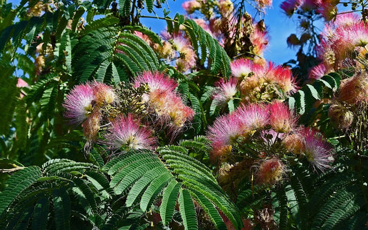 Mimosa Trees