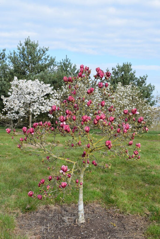 Genie Magnolia