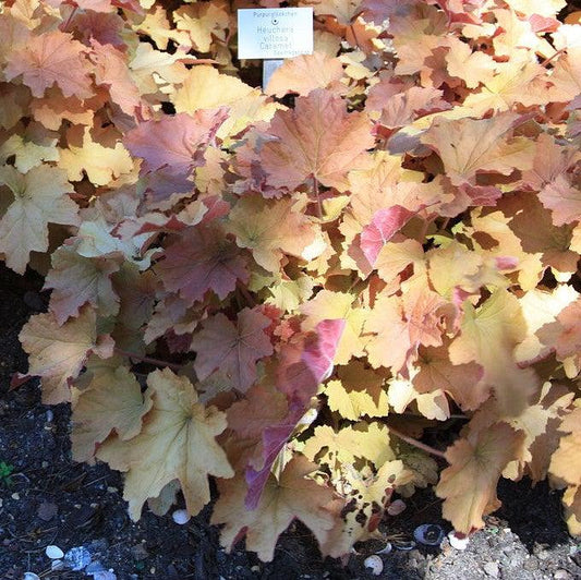 Caramel Coral Bells, Heuchera