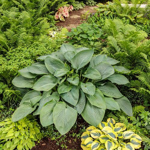 PW® Shadowland® Empress Wu Hosta