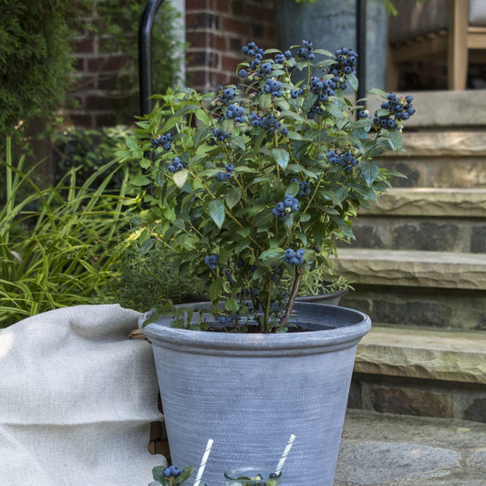 Bushel and Berry® Perpetua® Blueberry