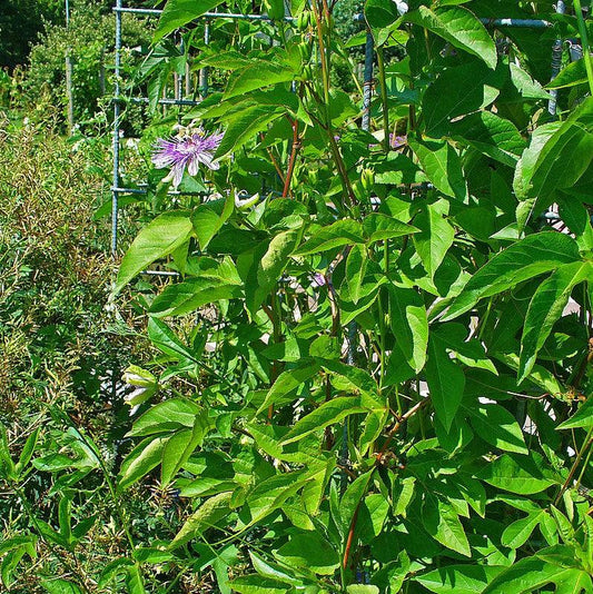 Passion Flower, Maypop
