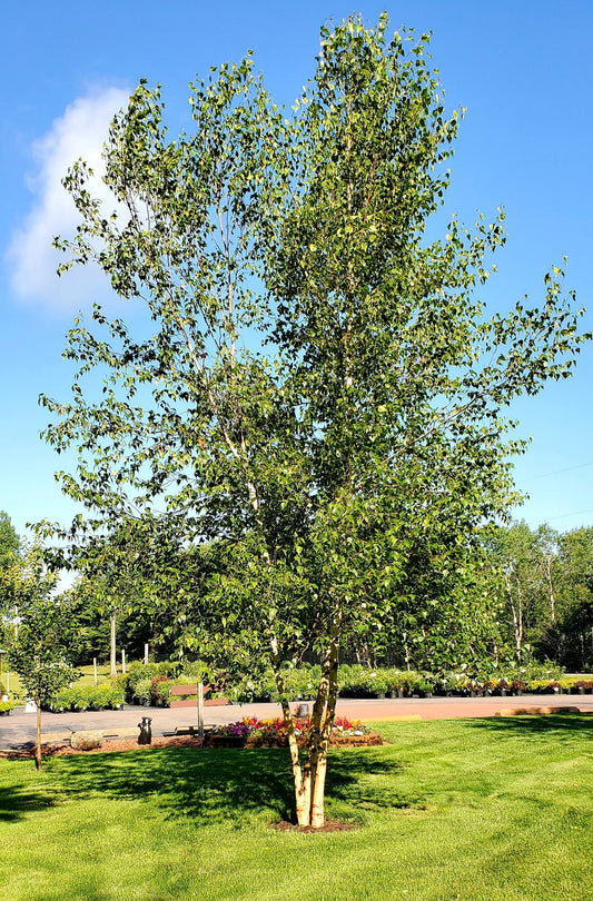 Whitespire Birch