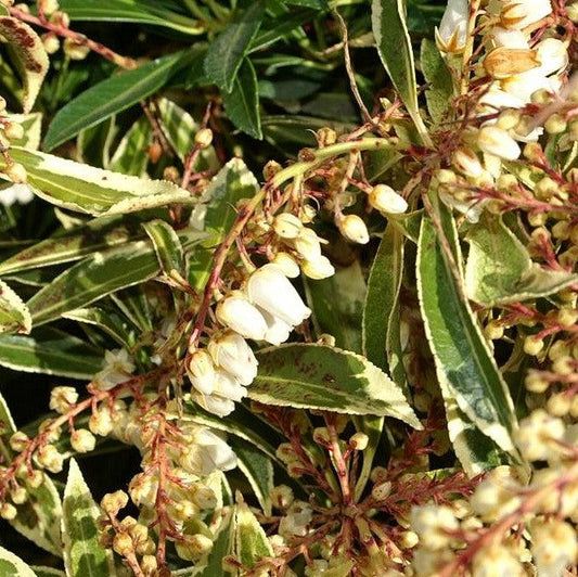 Flaming Silver Pieris