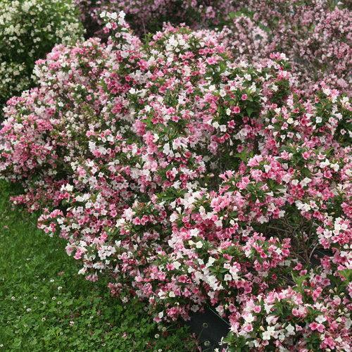 Czechmark Trilogy® Weigela