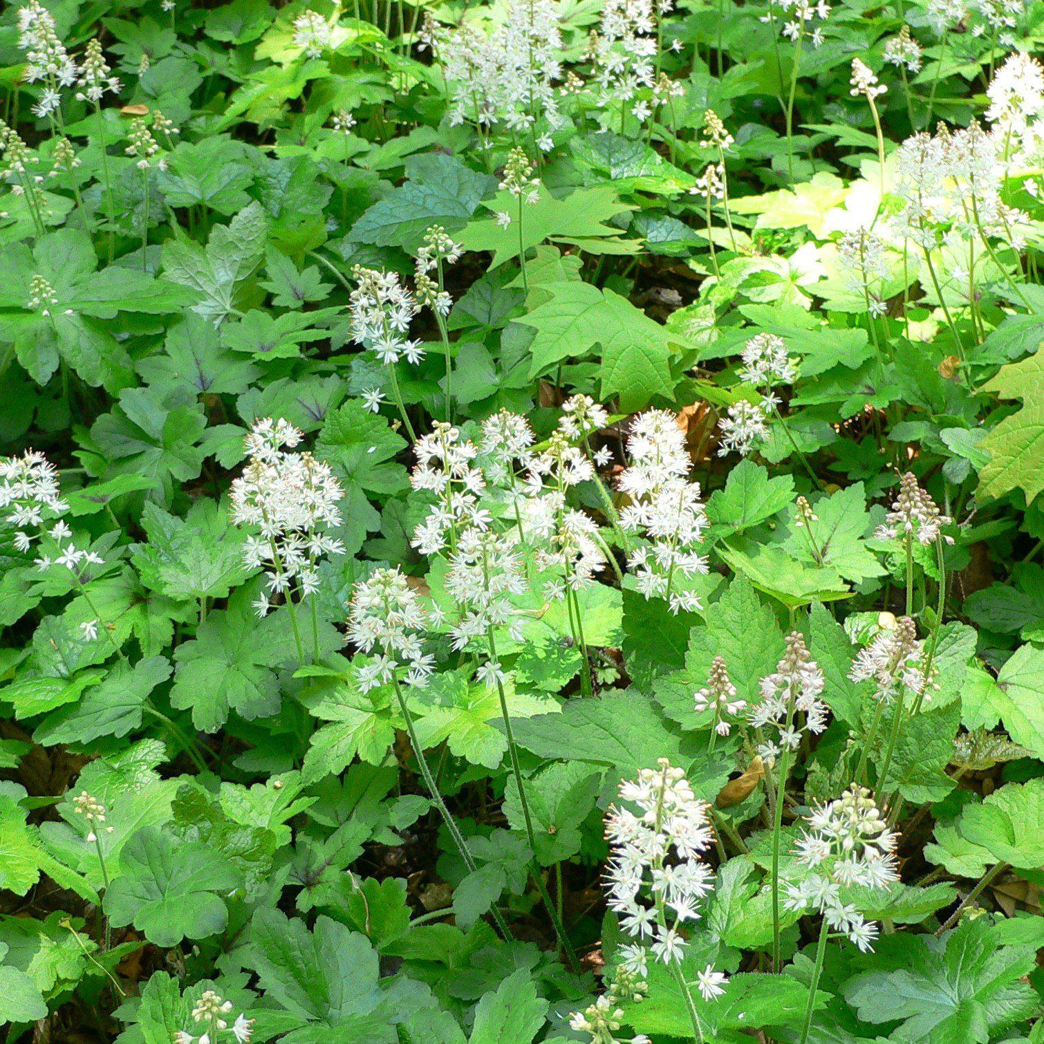 Foam Flower – Online Trees