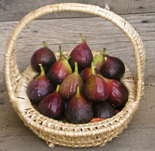 Brown Turkey (California) Fig