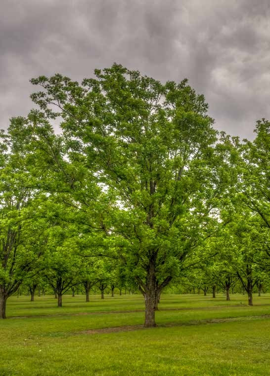 Pawnee Pecan Tree Online Trees