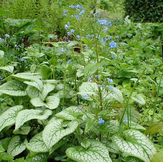 Jack Frost Siberian Bugloss