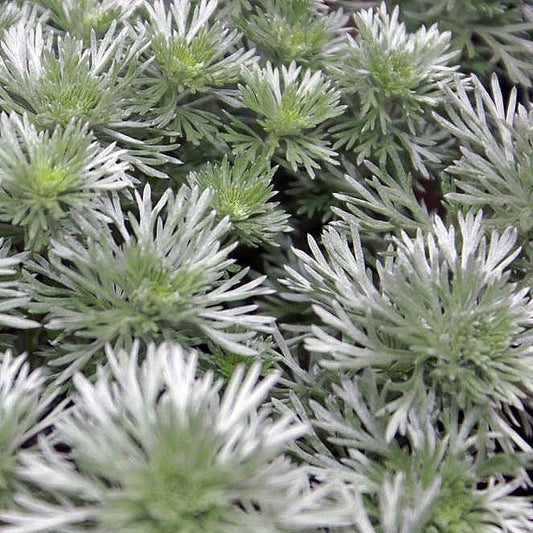 Silver Mound Wormwood, Ghost Plant