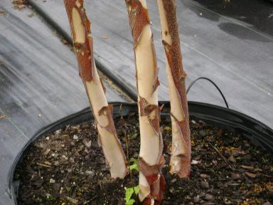 River Birch - Heritage