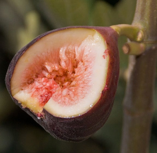 Brown Turkey (California) Fig