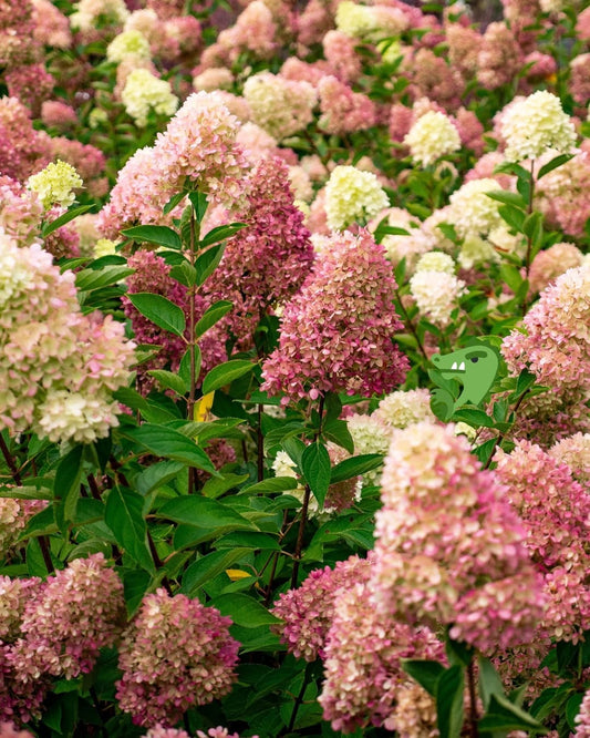 Bloomin Easy Baby Dragon Hydrangea