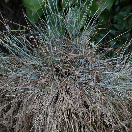 Blue Fescue