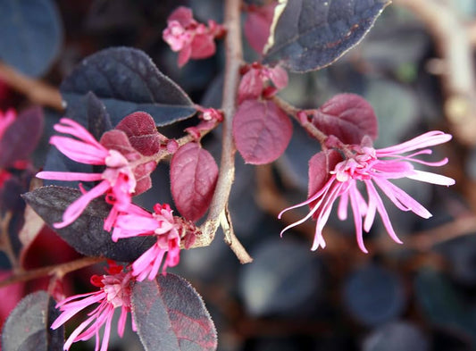 Bloomin Easy Plum Gorgeous Loropetalum chinense