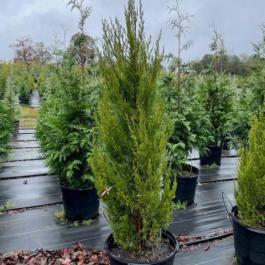 Spartan Chinese Juniper