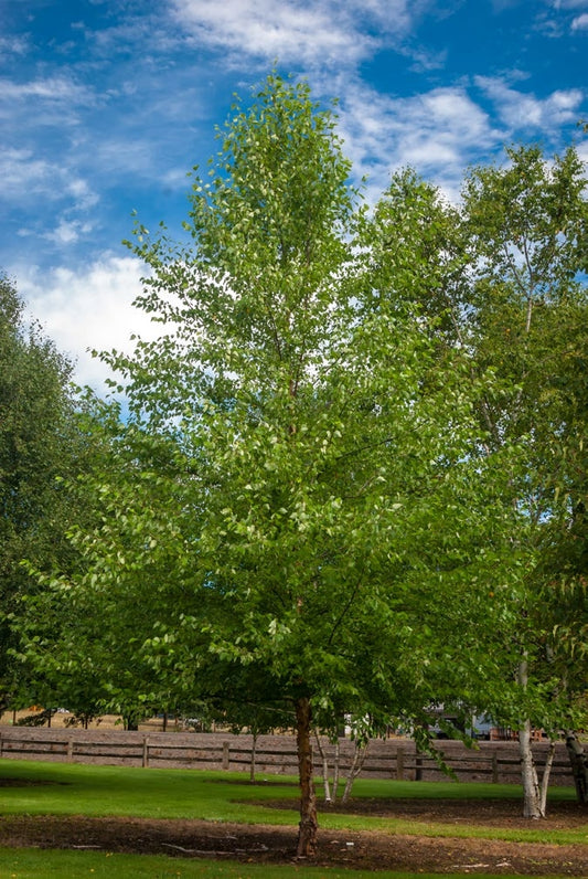 Heritage River Birch