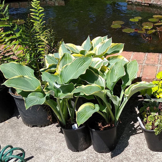 First Frost Hosta