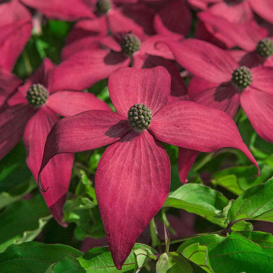 Scarlet Fire Japan Dogwood