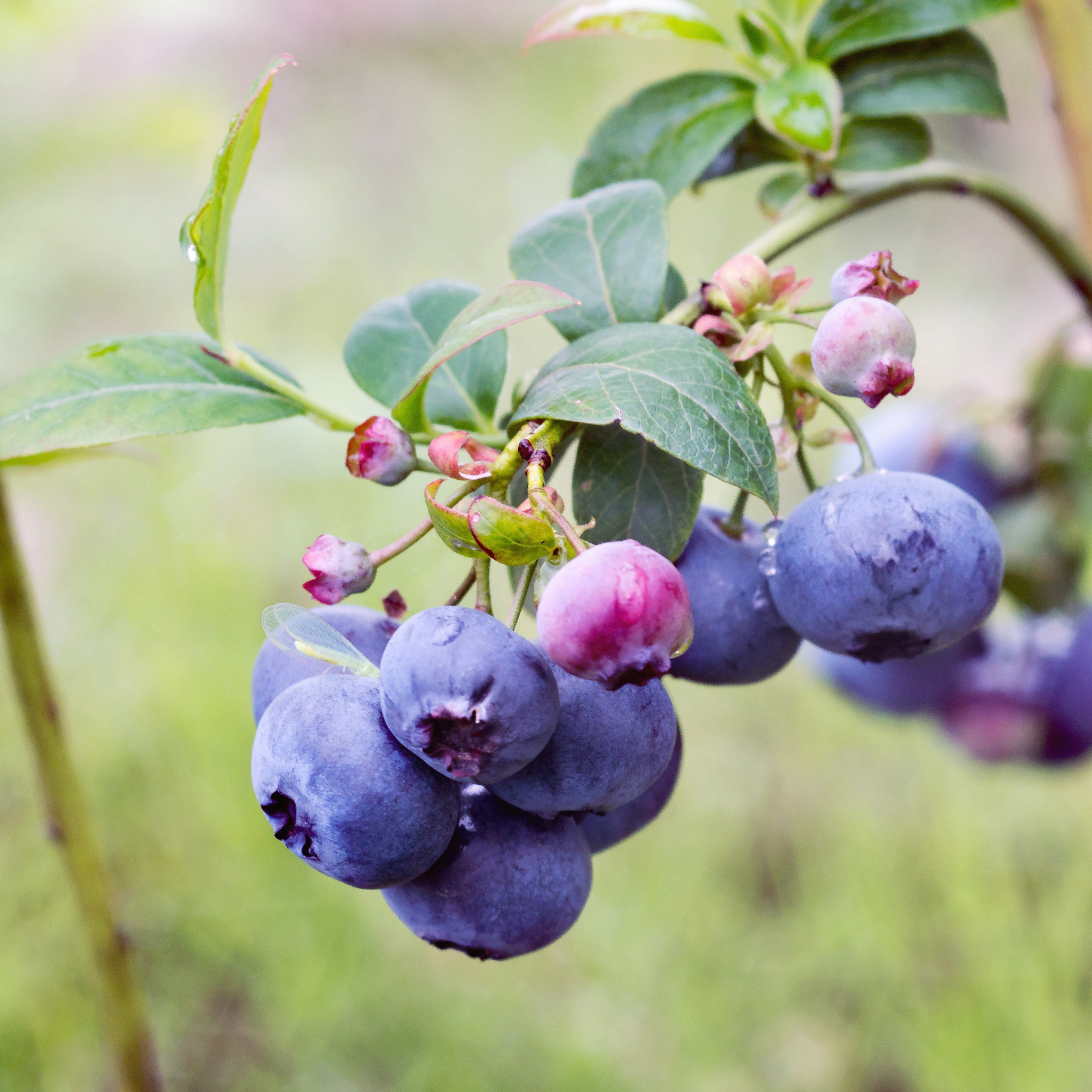 Hops Rising Blueberry Bluecrop Highbush Blueberry – Online Trees