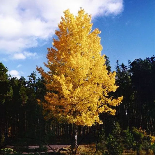 Quaking Aspen Tree