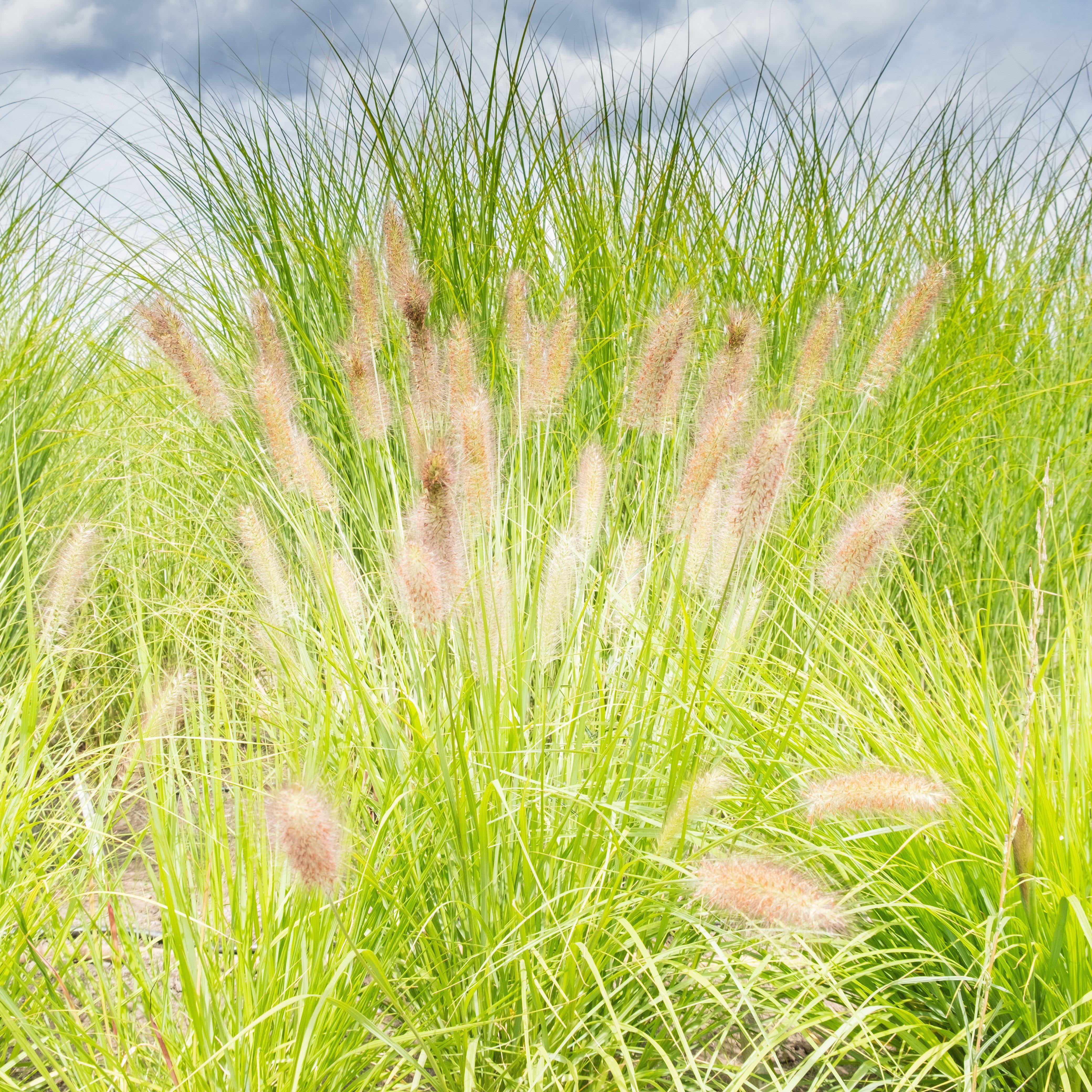 Pasture Gold Lumen Gold™ Fountain Grass – Online Trees