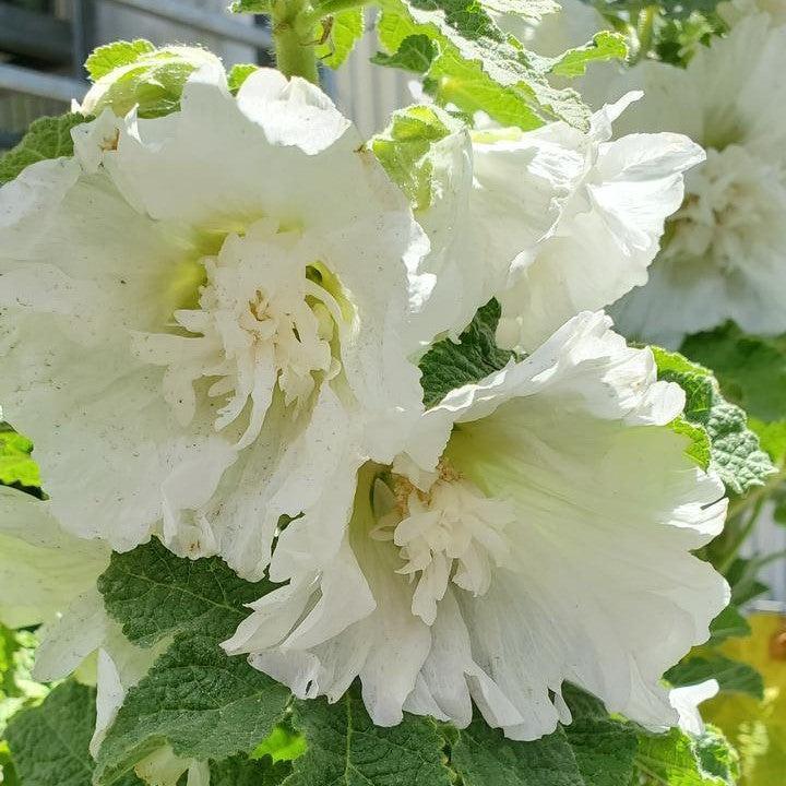 Alcea rosea 'Spring Celebrities White' - Spring Celebrities™ White Hol ...