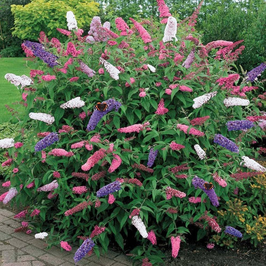 Trifecta Butterfly Bush