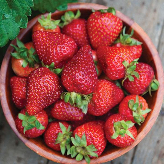 Fragaria x ananassa 'Seascape'  - Seascape Strawberry