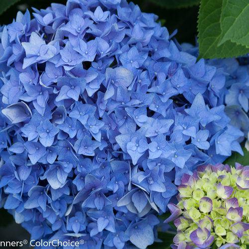 Let's Dance® Rhythmic Blue® Hydrangea