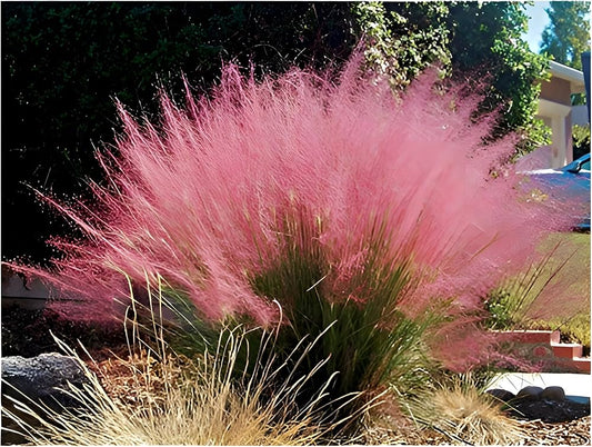 Pink Muhly Grass