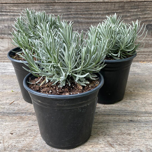 Phenomenal® Lavender, Lavadin