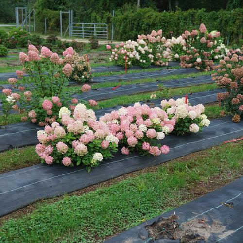 Proven Winners® Fire Light Tidbit® Hydrangea