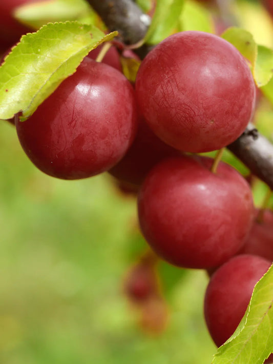 Plum Trees - AU Cherry