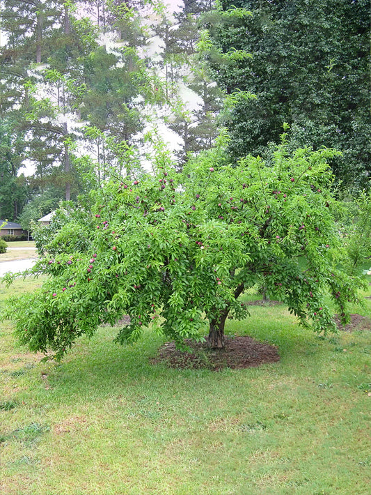 Plum Trees - AU Rubrum
