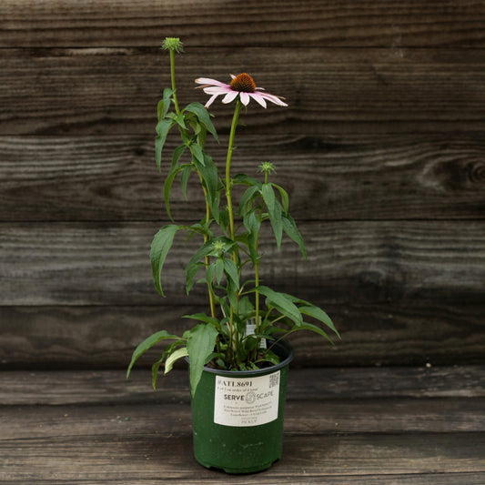 PowWow® Wild Berry Echinacea, Coneflower