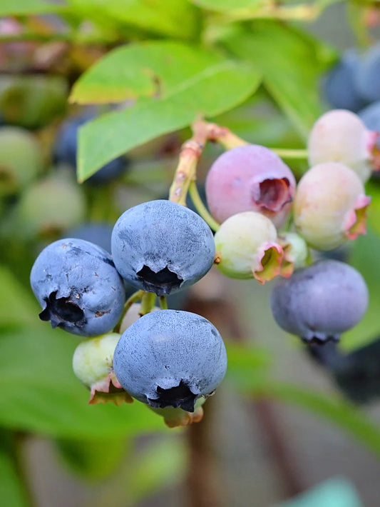Blueberry - Alapaha (Rabbit Eye)