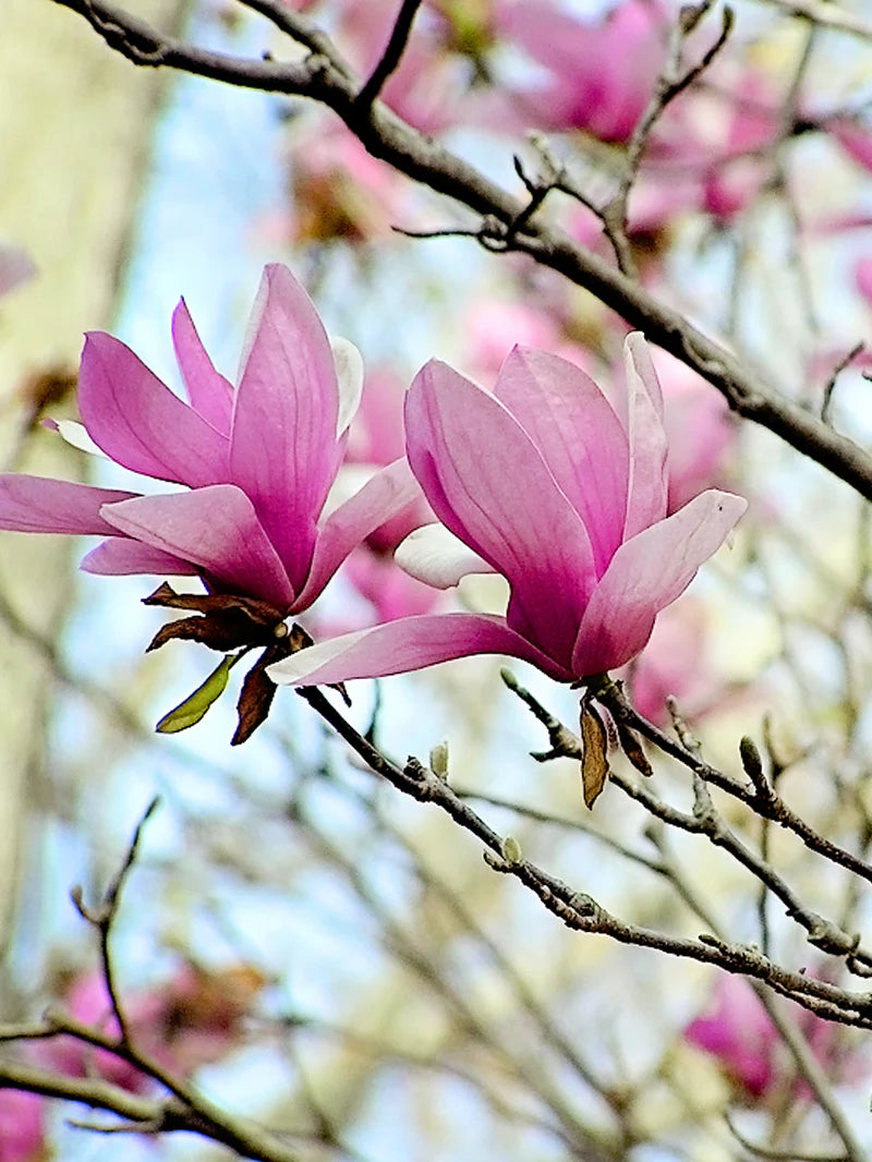 Magnolia - Alexandrina (Japanese)