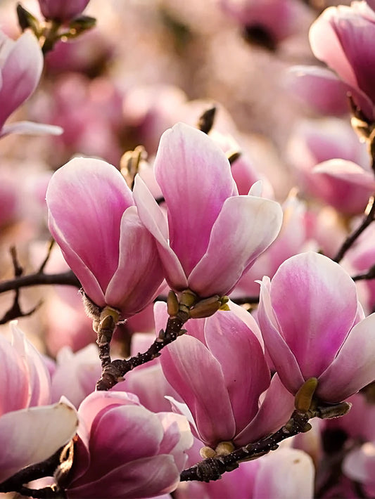 Magnolia - Alexandrina (Japanese)