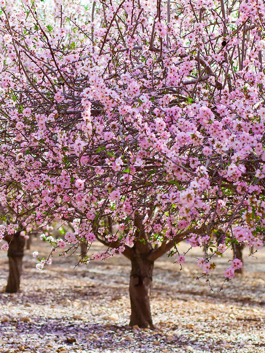 Almond Trees - Nonpareil