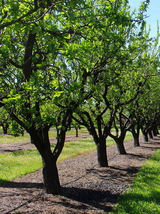 Almond Trees - Nonpareil