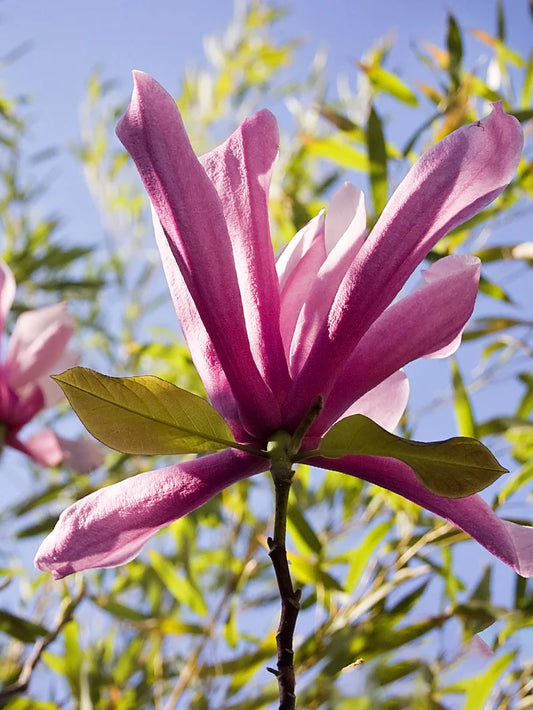 Magnolia - Ann (Japanese)